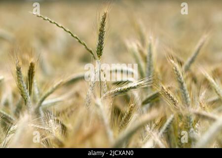 Weizenfeld, Kulturpflanzen und Landwirtschaft, Yonne, Frankreich, Europa Stockfoto