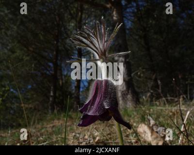 Pulsatilla Pratensis, mit seinen purpurfarbenen geschwungenen Köpfen, auf der trockenen Wiese. Stockfoto