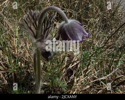 Pulsatilla Pratensis, mit seinen purpurfarbenen geschwungenen Köpfen, auf der trockenen Wiese. Stockfoto