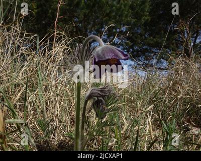 Pulsatilla Pratensis. Dunkelviolette Blüten, mit gebeugten pelzigen Köpfen, Anfang Mai Stockfoto