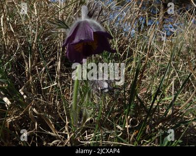 Pulsatilla Pratensis. Dunkelviolette Blüten, mit gebeugten pelzigen Köpfen, Anfang Mai Stockfoto