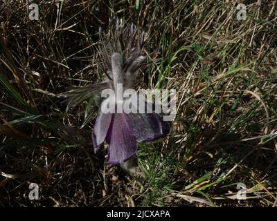 Pulsatilla Pratensis. Dunkelviolette Blüten, mit gebeugten pelzigen Köpfen, Anfang Mai Stockfoto