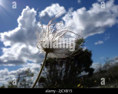 Mehrere Pulsatilla Pratensis, die die Blumensamen aus ihren bürstenförmigen Köpfen freisetzen. Die Samen fallen leicht ab und werden vom Wind gestreut. Stockfoto