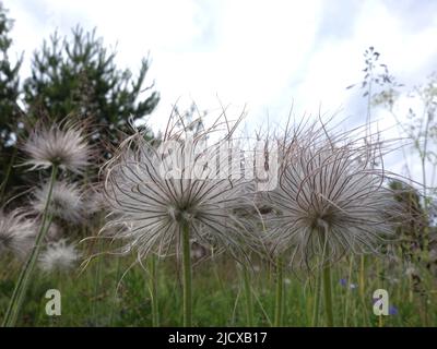 Pulsatilla pratensis nach der Blüte mit seinem bürstenartigen Kopf, der im Wind schwankt. Stockfoto