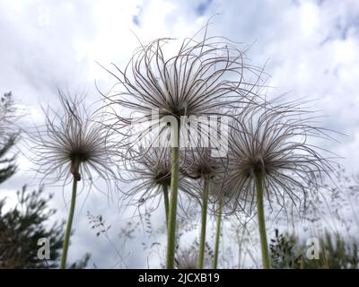 Pulsatilla pratensis nach der Blüte mit seinem bürstenartigen Kopf, der im Wind schwankt. Stockfoto