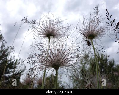 Pulsatilla pratensis nach der Blüte mit seinem bürstenartigen Kopf, der im Wind schwankt. Stockfoto