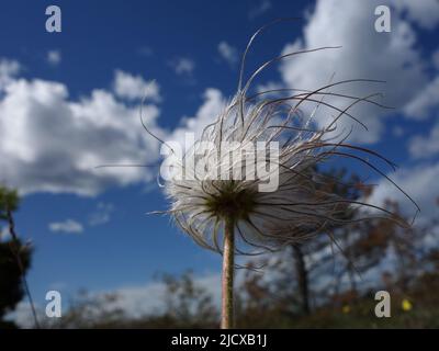 Mehrere Pulsatilla Pratensis, die die Blumensamen aus ihren bürstenförmigen Köpfen freisetzen. Die Samen fallen leicht ab und werden vom Wind gestreut. Stockfoto