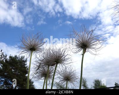 Mehrere Pulsatilla Pratensis, die die Blumensamen aus ihren bürstenförmigen Köpfen freisetzen. Die Samen fallen leicht ab und werden vom Wind gestreut. Stockfoto