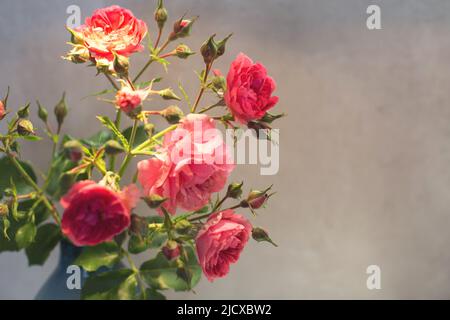 Rote Rose mit starkem Kontrast und Wassertropfen auf grauem Hintergrund. Blumenstrauß in einer Vase Stockfoto