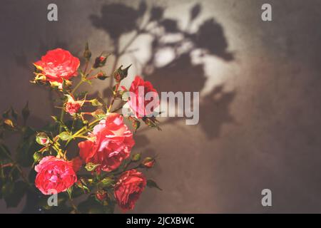 Rote Rose mit starkem Kontrast und Wassertropfen auf grauem Hintergrund. Blumenstrauß in einer Vase Stockfoto