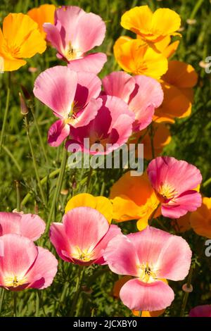 Rosa Eschschscholzia californica Thai Seide blüht kalifornischer Mohn Stockfoto