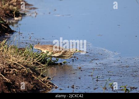 Jungtiere Strießreiher füttern am Ufer des Chobe River Botswana Stockfoto