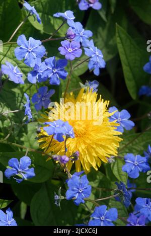 Myosotis ist eine Gattung von blühenden Pflanzen aus der Familie der Boraginaceae, und Taraxacum ist eine große Gattung von blühenden Pflanzen aus der Familie der Asteraceae. Stockfoto