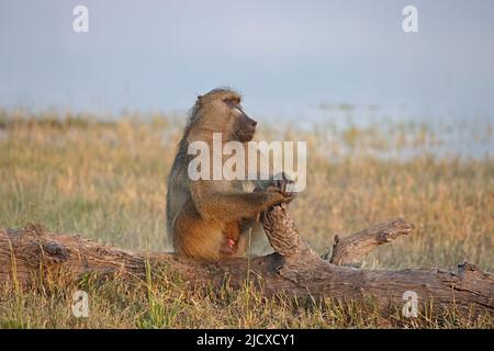 Der männliche Chacma Baboon saß auf einem Baumstamm am Chobe River Botswana Stockfoto