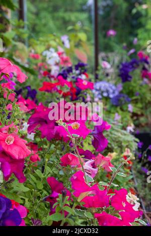 Blühende Pflanzen wie Petunien, Phlox und Pericallis cruenta, im Palm House und im Glashaus des Glasgow Botanic Garden, Großbritannien. Stockfoto