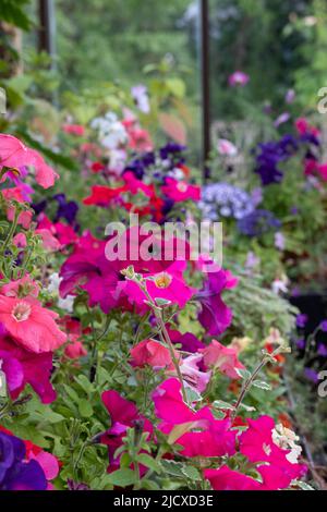 Blühende Pflanzen wie Petunien, Phlox und Pericallis cruenta, im Palm House und im Glashaus des Glasgow Botanic Garden, Großbritannien. Stockfoto