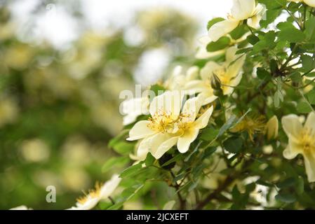 Große gelbe Hagebutten blühen im Sommer auf einem Busch Stockfoto