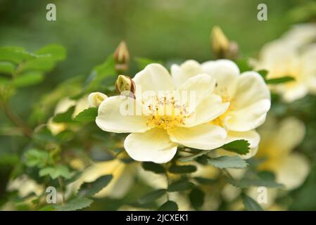 Große gelbe Hagebutten blühen im Sommer auf einem Busch Stockfoto