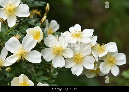 Große gelbe Hagebutten blühen im Sommer auf einem Busch Stockfoto