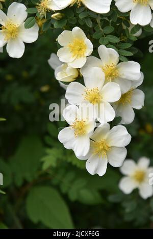 Große gelbe Hagebutten blühen im Sommer auf einem Busch Stockfoto