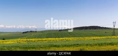 Endlose Weiten landwirtschaftlicher Flächen. Bergkette mit schneebedeckten Gipfeln. Helle Wildblumen auf der Wiese. Panorama im Landschaftsformat. Stockfoto