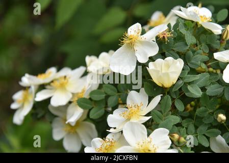 Große gelbe Hagebutten blühen im Sommer auf einem Busch Stockfoto