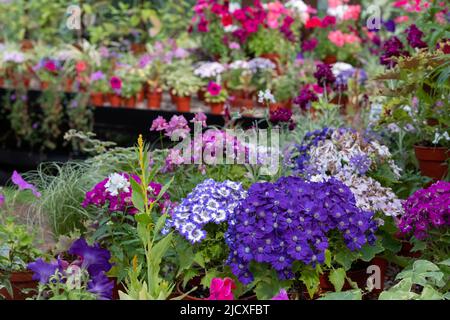 Blühende Pflanzen wie Petunien, Phlox und Pericallis cruenta, im Palm House und im Glashaus des Glasgow Botanic Garden, Großbritannien. Stockfoto