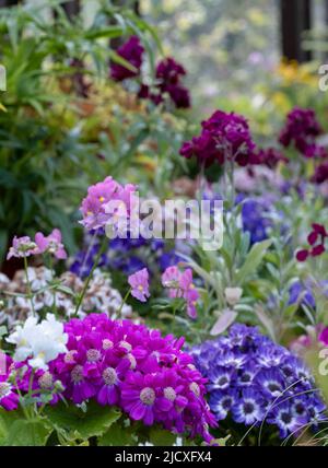 Blühende Pflanzen wie Petunien, Phlox und Pericallis cruenta, im Palm House und im Glashaus des Glasgow Botanic Garden, Großbritannien. Stockfoto