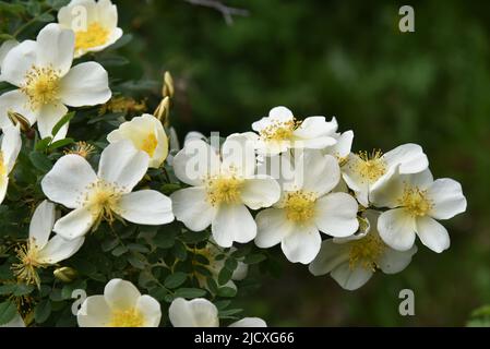 Große gelbe Hagebutten blühen im Sommer auf einem Busch Stockfoto