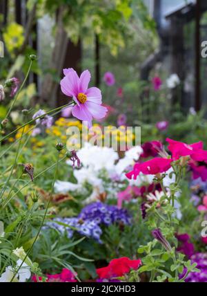 Blühende Pflanzen wie Petunien, Phlox und Pericallis cruenta, im Palm House und im Glashaus des Glasgow Botanic Garden, Großbritannien. Stockfoto