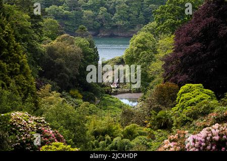 Der Blick auf den subtropischen, bewaldeten Trebah Garden in Cornwall in Großbritannien. Stockfoto