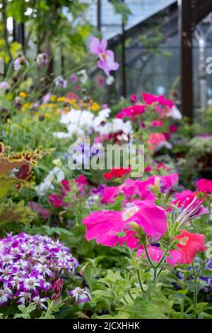 Blühende Pflanzen wie Petunien, Phlox und Pericallis cruenta, im Palm House und im Glashaus des Glasgow Botanic Garden, Großbritannien. Stockfoto