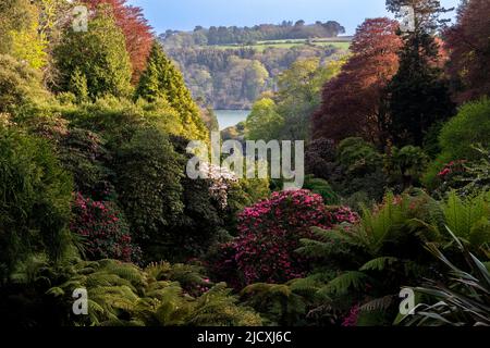 Der ikonische Blick auf das subtropische bewaldete Tal des Trebah Garden in Cornwall. Stockfoto