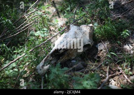 Büffelschädel liegt im Sommer im Gras Stockfoto