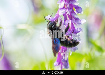 Violet-Karpenter-Biene Xylocopa violacea bestäubt eine violette Blütenkiefer- oder Unkrautblüte. Stockfoto