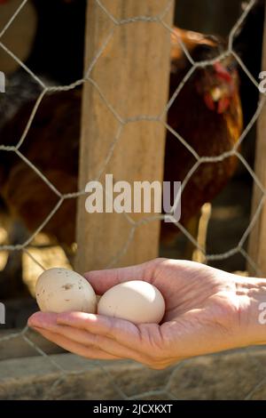 Dorfei in Frauenhand frisch aus dem Coop Stockfoto