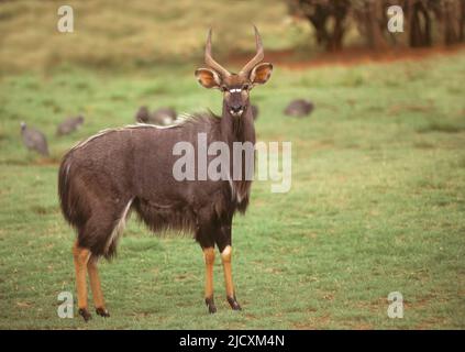 Nyala-Bulle. Männliche Nyala (Tragelaphus angasii) Antilope. Nyala sind südafrikanische Antilopen, die in dichten Wäldern leben und sich im offenen Spa unbehaglich fühlen Stockfoto