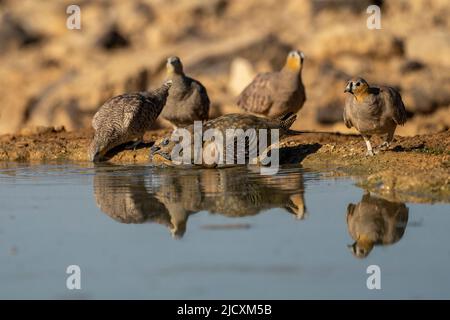 Der Nadelschwanzhuhn (Pterocles alchata) ist ein mittelgroßer Vogel in der Familie der Sandhuhngewächse, die in Nordafrika und den Rassen der Nadelschwanzhuhngewächse züchtet werden Stockfoto