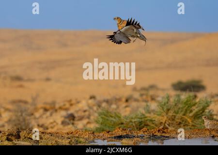 Der Nadelschwanzhuhn (Pterocles alchata) ist ein mittelgroßer Vogel in der Familie der Sandhuhngewächse, die in Nordafrika und den Rassen der Nadelschwanzhuhngewächse züchtet werden Stockfoto