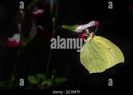 Gonepteryx cleopatra taurica eine Unterart von Gonepteryx cleopatra der Kleopatra- oder Kleopatra-Schmetterling, ein mittelgroßer Schmetterling der Familie Pierida Stockfoto