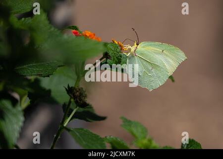 Gonepteryx cleopatra taurica eine Unterart von Gonepteryx cleopatra der Kleopatra- oder Kleopatra-Schmetterling, ein mittelgroßer Schmetterling der Familie Pierida Stockfoto