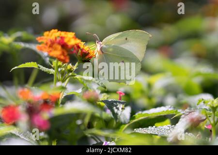 Gonepteryx cleopatra taurica eine Unterart von Gonepteryx cleopatra der Kleopatra- oder Kleopatra-Schmetterling, ein mittelgroßer Schmetterling der Familie Pierida Stockfoto