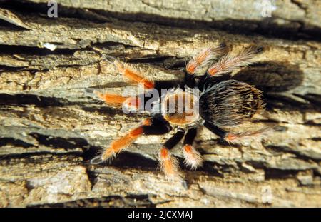 Mexikanische Rot - Bein Tarantula. Die mexikanische Rot - Bein, oder redknee, vogelspinne (Brachypelma smithi) ist eine Spinne, die Beute auf Insekten, Nagetiere und Vögel. Stockfoto