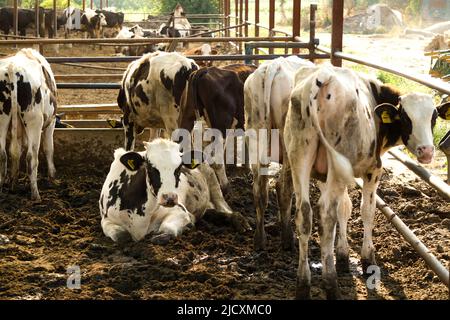 Moderner Kuhstall mit Tierhaltung aus der Nähe Stockfoto