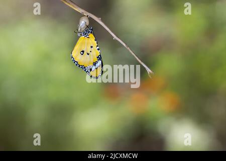 Schmetterling (Danaus chrysippus), Afrikanischer Monarch oder gewöhnlicher Tiger-Schmetterling, der aus seinem Kokon hervortritt. Dieser Schmetterling kommt in Afrika, Indien, Süd-Eas vor Stockfoto