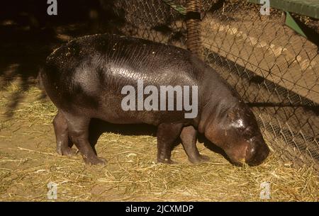 Pygmäe Hippopotamus (Hexaprotodon liberiensis) grast in Gefangenschaft das Pygmäe-Nilpferd ist zurückgezogen und nachtaktiv. Es ist eine von nur zwei erhaltenen Arten in Stockfoto