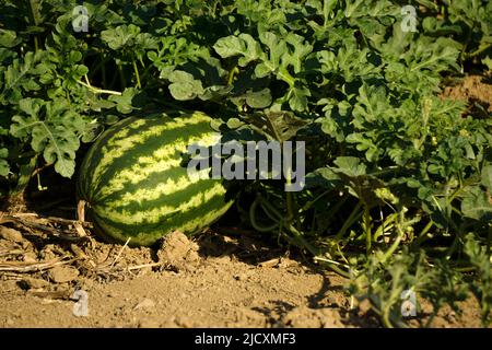 Winzig wachsende rohe Wassermelone in der Hand der Frau auf dem Feld Stockfoto