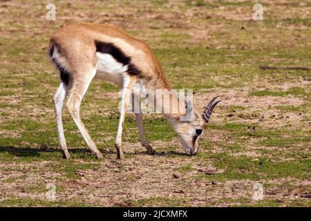 Männliche Thomson-Gazelle (Gazella thomsonii), Weide im Serengeti-Nationalpark, Tansania, im Februar Stockfoto