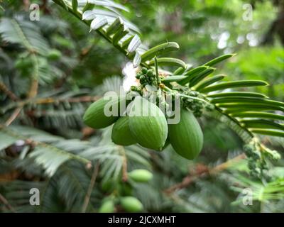 Torreya, immergrüner Baum mit Früchten. Immergrüne Bäume mit nadelartigen Blättern, deren Samen Zapfen sind.Aussterbungsgefahr Stockfoto