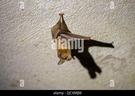 Die Dreizackfledermaus oder Dreizackfledermaus (Asellia tridens) ist eine Fledermausart aus der Familie Hipposideridae. Es ist weit verbreitet in der mittleren E Stockfoto